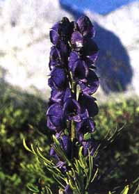 pulf04.JPG (10592 byte)