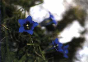 pulf05.JPG (6296 byte)