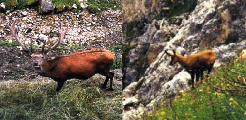 pulf06.JPG (29269 byte)