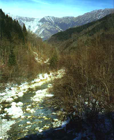 Pvitt01.JPG (28722 byte)